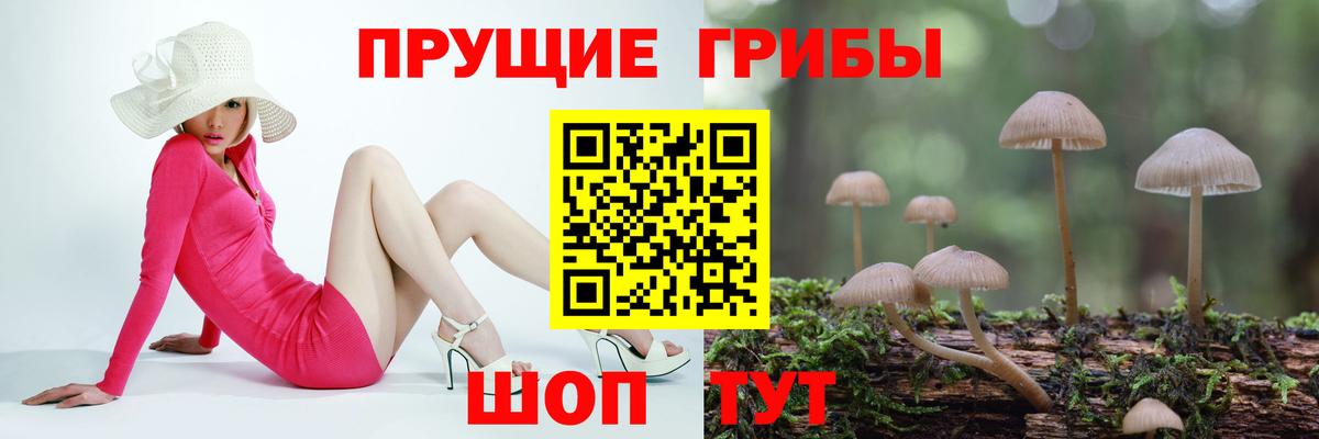 Чистополь  Псилоцибиновые грибы Cubensis  Вход с VPN  Псилоцибиновые грибы Cubensis 